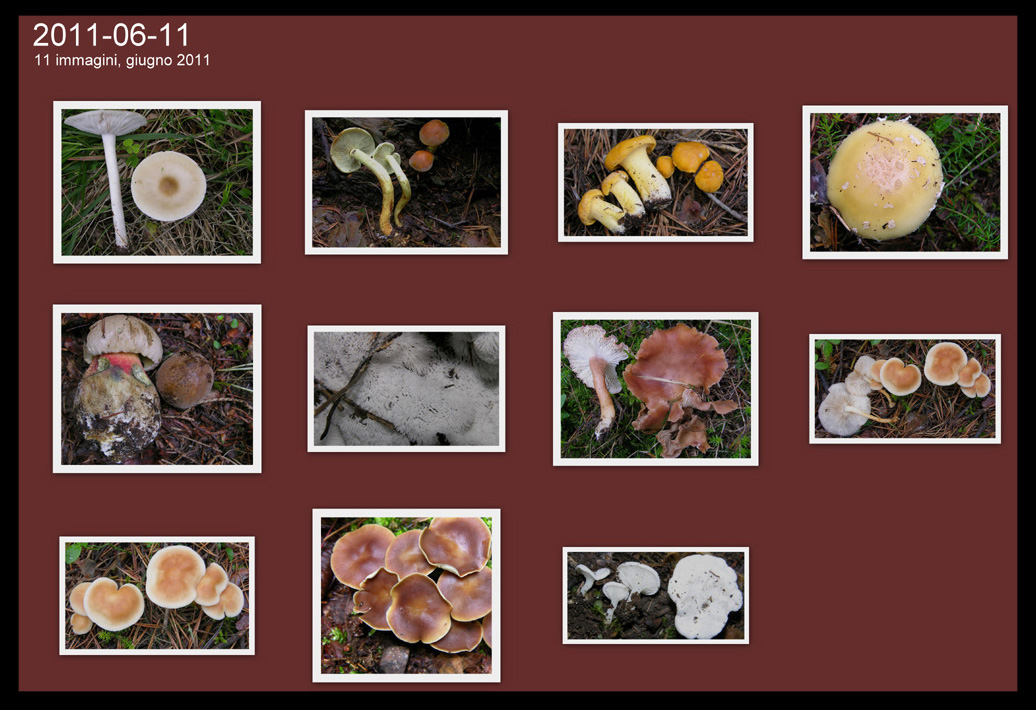 Ritrovamenti 11 giugno 2011.